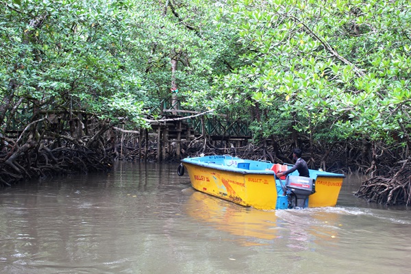 Lush green mangrove forest during a boat safari