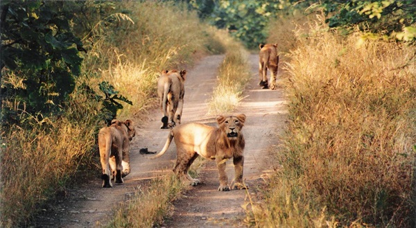 Asiatic lions on a safari in Gir National Park