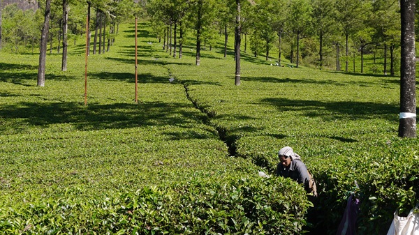 Lush green tea plantations in Munnar