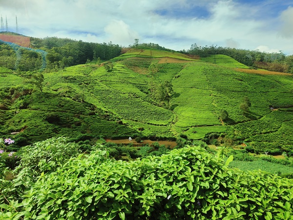 A tea estate worker smiling in Nuwara Eliya