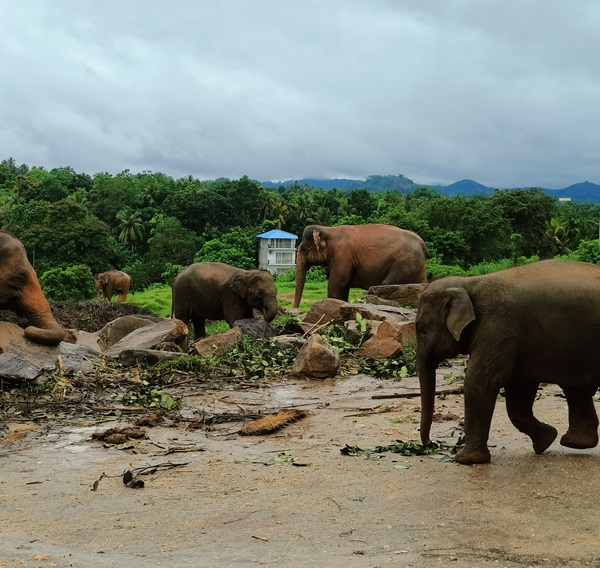 Pinnawala Elephant Orphanage