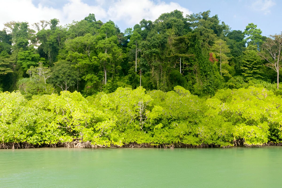 Lush mangrove forest in Baratang, Andaman