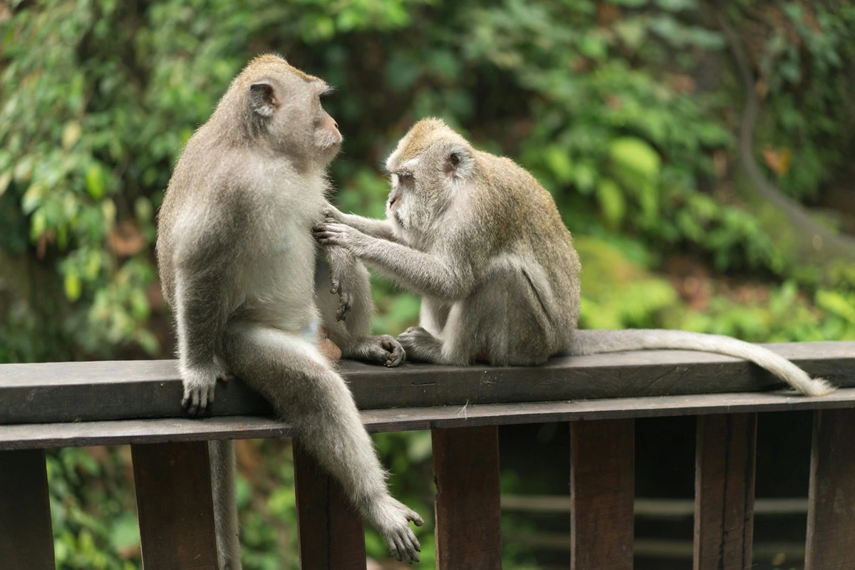 Ubud Monkey Forest in Bali