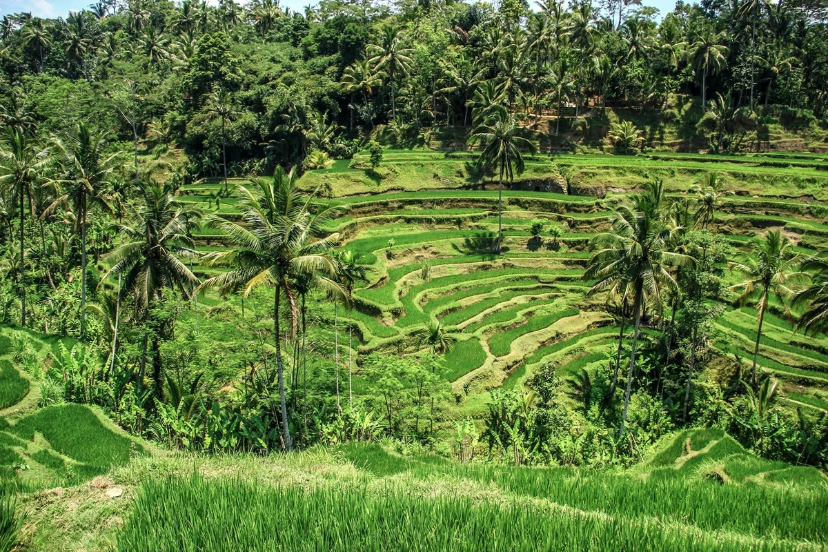 Lush green rice terraces in Ubud, Bali