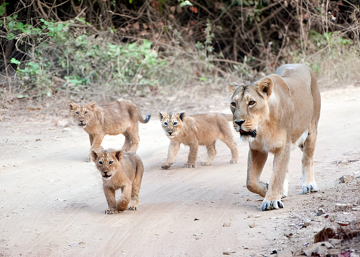 Asiatic lions roaming in Gir National Park