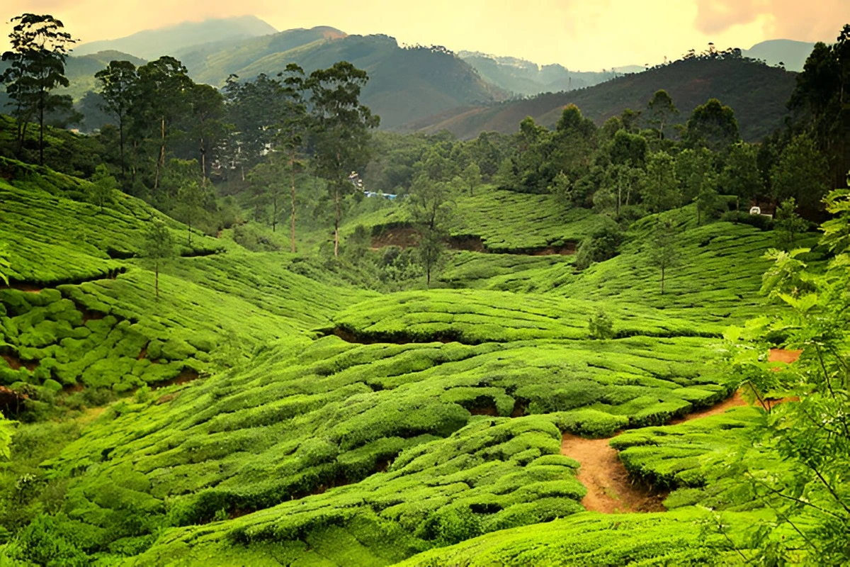 Lush green tea plantations in Munnar, Kerala