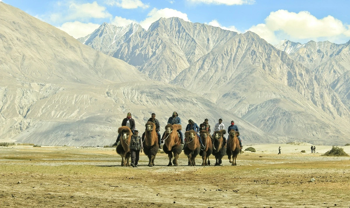 The famous double-humped camel safari in Nubra Valley