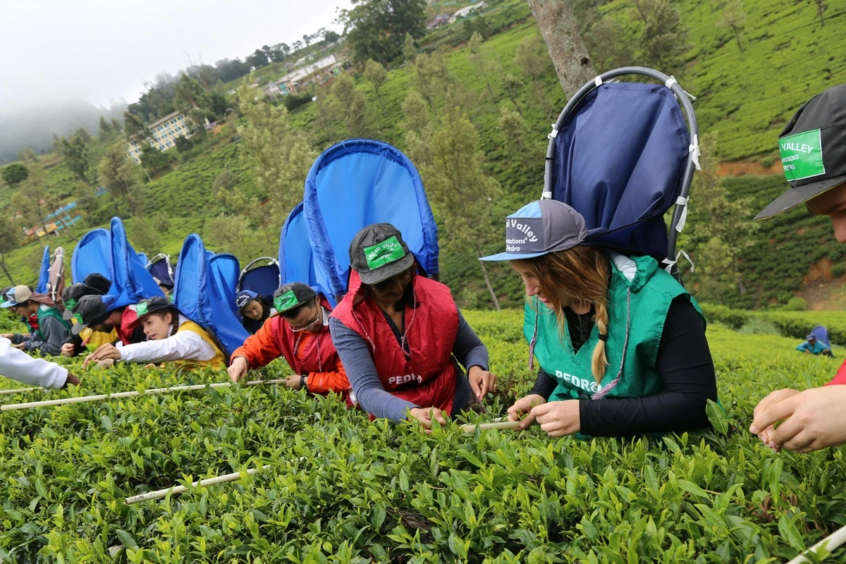 Lush green tea plantations in Nuwara Eliya, Sri Lanka