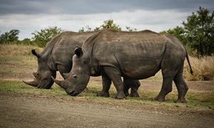 A one-horned rhinoceros in Kaziranga National Park