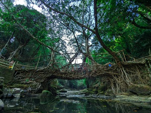 The Single Decker Living Root Bridge in Mawlynnong