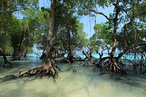 Mangrove forest in Baratang