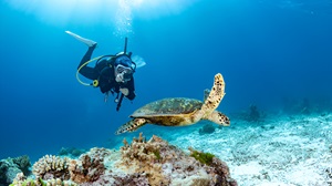 Water sports activities like snorkeling and sea walking
