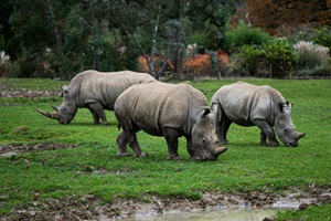 One-horned rhino in Chitwan National Park