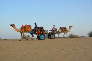 A camel safari in the Thar Desert