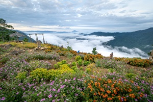 The Yumthang Valley of Flowers