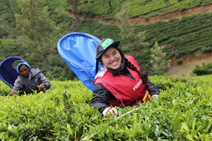 Tea plantations of Nuwara Eliya