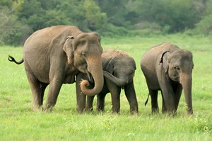 Pinnawala Elephant Orphanage