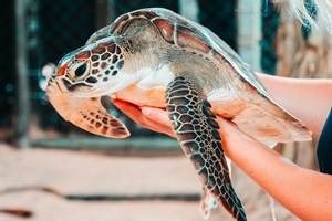 Turtle Hatchery