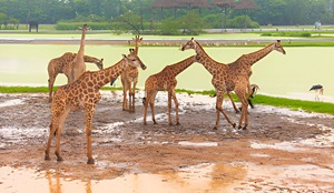 Safari World & Marine Park