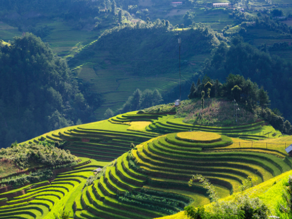 Ubud rice terraces, Bali