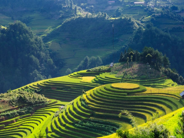 Ubud rice terraces, Bali