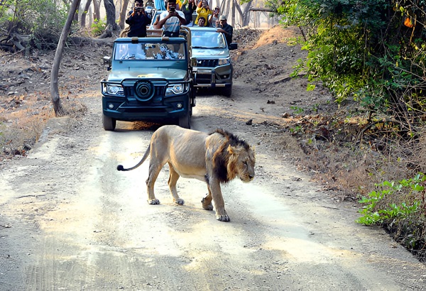 A group of travelers on a jeep safari in Gir National Park